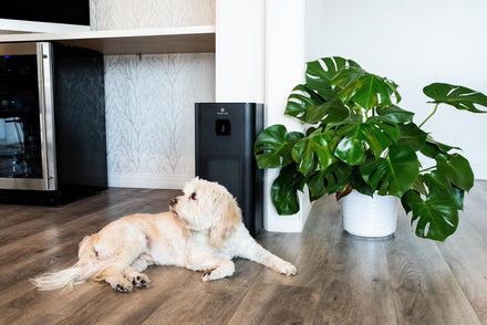 Everything Pet Owners Need to Know About Air Purifiers