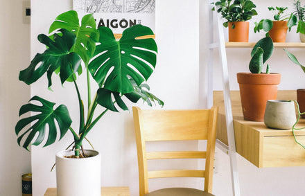 Indoor Plants: Do They Really Purify Your Air?