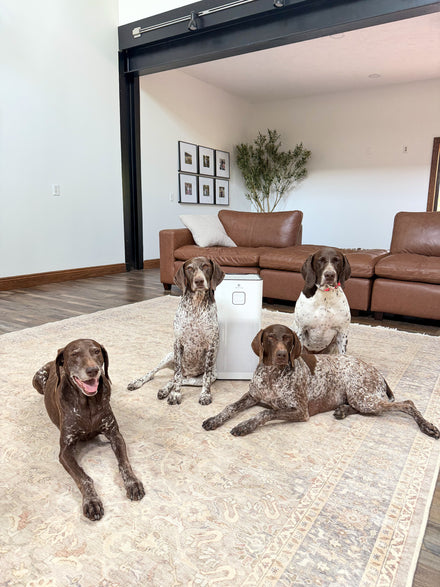 Is Pet Dander Bad for Your Health?