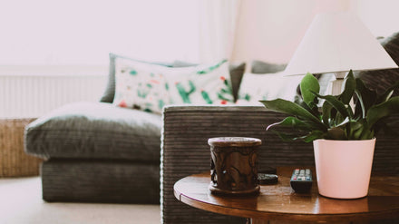 The Essential Guide to Mold Reduction at Home