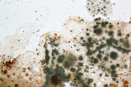 Your Best Protection Against Mold Spores