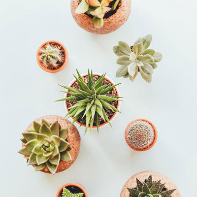 Indoor Plants: Do They Really Purify the Air?